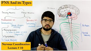 Peripheral Nervous System  PNS [upl. by Doralyn85]