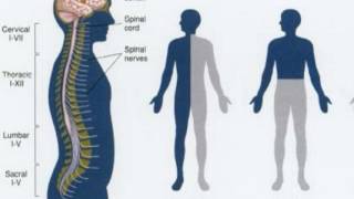 Difference Between Flaccid and Spastic Paralysis [upl. by Haidej693]