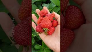 How To Grow Strawberries From Seed 🌱🍓 plants farming shorts [upl. by Ameluz]