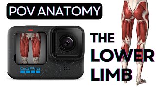 Lower Limb Anatomy POV  Learn Anatomy [upl. by Irvin]