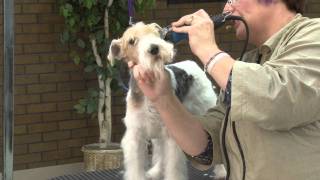 Grooming the Pet Wire Fox Terrier with Lisa Leady [upl. by Senn337]