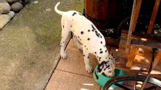 Chienloup tchécoslovaque et Dalmatien  le début dune super complicité [upl. by Ramat616]