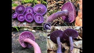 PILZE 2018 Violetter Lacktrichterling Lila Lackpilz LackBläuling Laccaria amethystina [upl. by Yentirb]