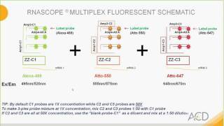 Become an RNAscope Expert  The RNAscope® Multiplex Fluorescent assay [upl. by Nerita]