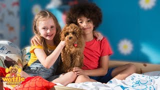 Waffle The Wonder Dog  Full Episode Compilation For Kids  WildBrain Zigzag [upl. by Erina480]