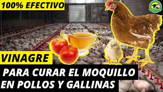 Vinagre Para CURAR El Moquillo En Pollos Y GallinasDosis Y PreparaciónPasionPecuariaRD [upl. by Radborne]