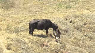 Ngorongoro Crater Lion Kills Buffalo [upl. by Dupuy]