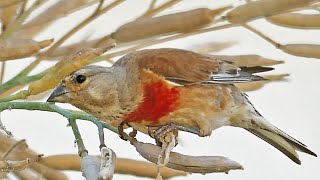 Common linnet Calling and Feeding Linaria cannabina Song Canto Pintarroxo [upl. by Eenahpets]