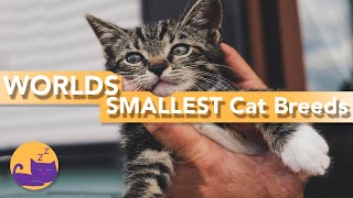 The Worlds SMALLEST Cat  6 of the smallest cat breeds EVER [upl. by Ramhaj638]