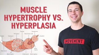 Muscle Hypertrophy vs Hyperplasia  How Muscle Grows [upl. by Kenzie783]