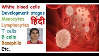 White blood cell in hindi  formation  types of WBCs  functions  monocyte macrophage system [upl. by Miguela646]