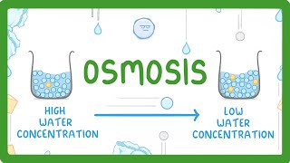 GCSE Biology  Osmosis 8 [upl. by Crary]