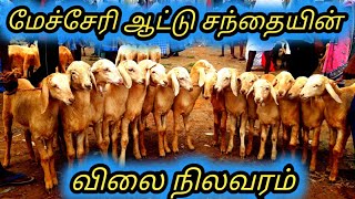 Mecheri aattu santhai  மேச்சேரி ஆட்டு சந்தை  mecheri goat market  kalnatai tholan [upl. by Latton]