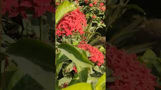 Red flowers videography [upl. by Cosenza291]