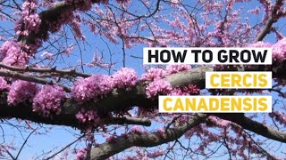 Cercis canadensis Growing Guide Eastern Redbud by GardenersHQ [upl. by Aicined773]