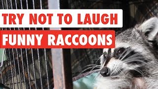 Try Not To Laugh  Funny Raccoon Video Compilation 2017 [upl. by Nehepts]