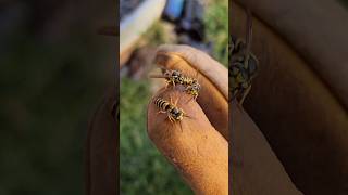 AGGRESSIVE Yellow Jacket UNDERGROUND Nest Removal fyp viralvideo hornetking yellowjacket [upl. by Norling]