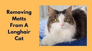 Removing Matts From A Longhair Cat [upl. by Aibonez]