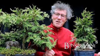 Pruning My Thuja Group Plantings Part 1 The Bonsai Zone May 2021 [upl. by Odrarej408]