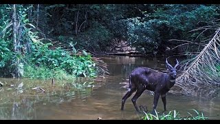 Le Sitatunga de Nyonié au Gabon [upl. by Persons44]