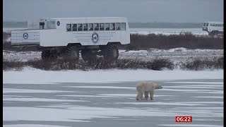 COP29 amp the polar bears question Global 20Nov2024 [upl. by Entroc]