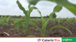 CALARIS PRO SYNGENTA [upl. by Palla850]