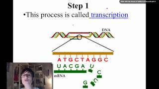 Introduction to Protein Synthesis [upl. by Arbed]