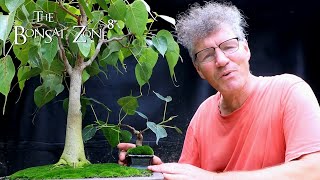 Three Ficus religiosa Bonsai Part 1 The Bonsai Zone Aug 2021 [upl. by Cassil]