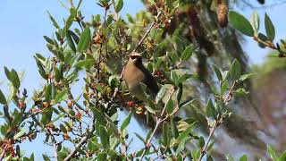 Waxwings eating Soapberries June 9 10 17 2024 PNW [upl. by Fredra]