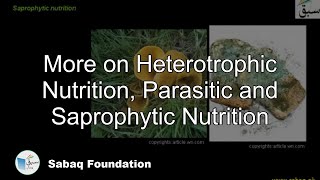 More on Heterotrophic Nutrition Parasitic and Saprophytic Nutrition Biology Lecture  Sabaqpk [upl. by Nilrev]