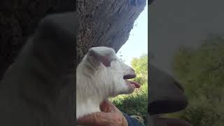 The noisy little goat goat goatsfaming cuteanimal cutefarmanimal cute babygoatlove cutegoat [upl. by Sherie]