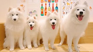 Visiting a Samoyed Dog Cafe in Japan  Samoyed Lounge moffu Harajuku [upl. by Agneta350]