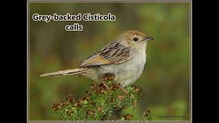 Greybacked Cisticola calls [upl. by Tuck500]