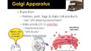 Building Proteins [upl. by Nolrah]