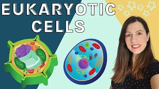 EUKARYOTIC CELLS A level Biology  Structure amp function of the organelles found in eukaryotic cells [upl. by Eelaras]