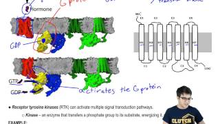 G Protein Coupled Receptors and Receptor Tyrosine Kinases [upl. by Nee]