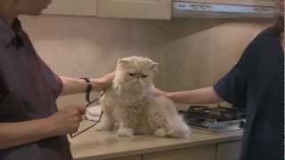 Persian Cat Grooming With The Pet Maven [upl. by Naugan107]