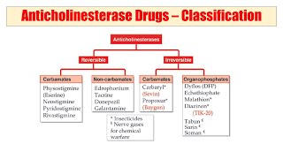 01 Anticholinesterase  Audio Pharmacological Classification of Drugs  काम का है की नहीं आप बताइए [upl. by Yelhs]