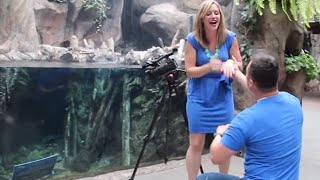 Sea Otters Give Helping Paw In Otterly Adorable Marriage Proposal [upl. by Shields]