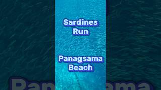 Sardines Run  Panagsama Beach  moalboal travel philippines [upl. by Cand]