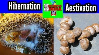 Hibernation Aestivation Science news India [upl. by Laehplar]