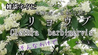 【自然vlog＃93】植物紹介リョウブ（令法）Clethra barbinervis保存食 [upl. by Piegari963]