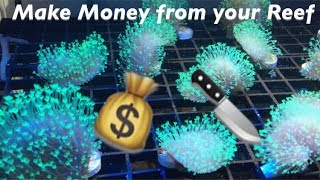 Making MONEY from your Reef How to Frag a Toadstool Coral [upl. by Guthrey]