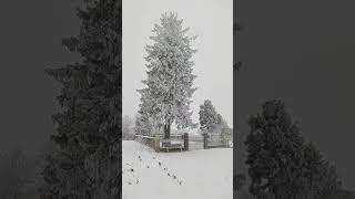 Sapin enneigéNordheim sous la neige [upl. by Waiter388]