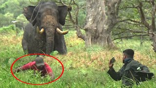 Wildlife officials treating tusker elephant with serious injuries to its front leg  Save elephants [upl. by Hillier728]