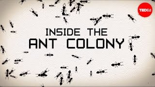 Inside the ant colony  Deborah M Gordon [upl. by Novy716]