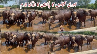 Pakistan Biggest Red Buffaloes Dairy Farm [upl. by Eppillihp]