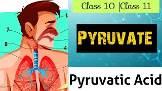 What Is Pyruvate Pyruvatic Acid  Class 10 Class 11 Glycolysis  Life Process [upl. by Nemra]