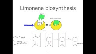 How Essential Oils are Created in Plants [upl. by Nuawtna286]