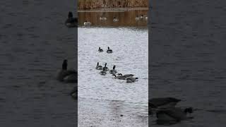 Canada goose have a meeting [upl. by Nojid257]